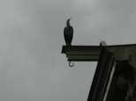 She tried to convince me this was a Stork