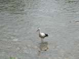 A real live Stork