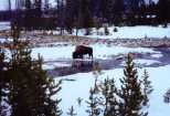 One of the many Buffalo at the springs