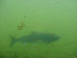 One lonely salmon