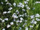 Wild flowers along the trail