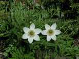 Western Anemone