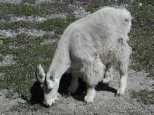 Dirt eating goat