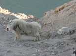 The second goat and kid