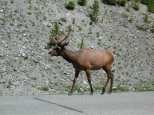 An Elk crossing being used