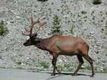 An Elk crossing being used