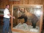 Grizzly in the lobby of the hotel