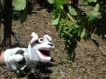 Socks hits the vineyard