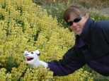 Lupines galore, and Socks likes 'em too