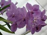 Orchids