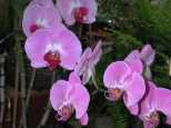 Orchids