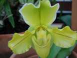 Orchids