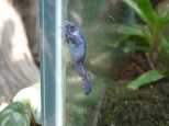 Cool Blue Frog - Whatever it's real name is