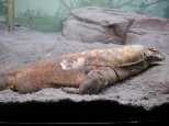 Komodo Dragon