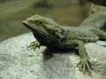 Cool lizard - Whatever it's real name is