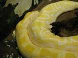 Albino Python - What else do you need to know?