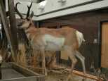 This is what an Pronghorn/Antelope looks like