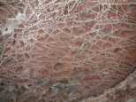 Boxwork pattern on the ceiling