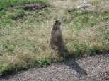 A Prarie Dog
