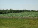 Corn and hay