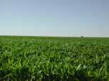 Corn to the horizon, and then some