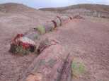 Fallen petrified tree