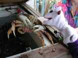 Socks and the crab