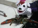 Socks and the lobster