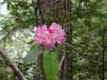 A Rhododendron blossom