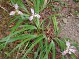 Wild Irises