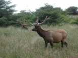 Elk hanging out in the tall grass