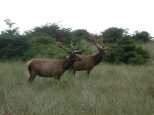 The first pair of Elk on the beach