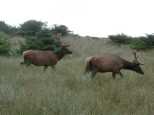 Grazing seems to be the big activity outside of rutting season