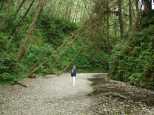 Fern Canyon entrance