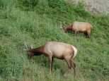 More laid back Elk along the way out