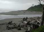 Typical driftwooded coast