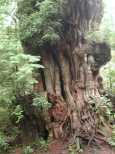 Lots of charactor in that tree