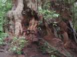 Caroline peeks out of the hollow Big Cedar