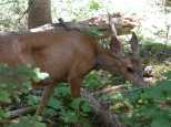 Deer by the side of the trail