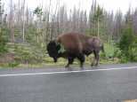 Renaissance Bison