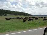 Lots of Buffalo all over the place