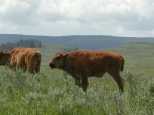 Buffalo calves were fequently visible