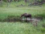 Our first Moose