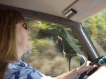 Caroline is a nervous driver & passenger, especially on Route 1