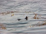 A Sea Otter