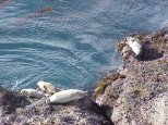 Seals at Point Lobos