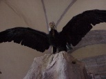 condor