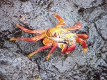 colorful crabs
