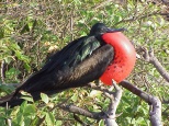 frigate bird