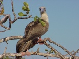 red footed boobies